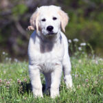 Duke - Image 3