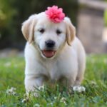 Mav
