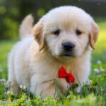 Nala