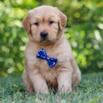 Winston - Image 2