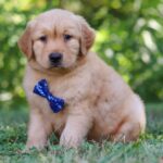 Winston - Image 3