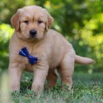 Winston - Image 4