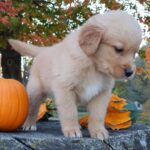 Abby - Image 4