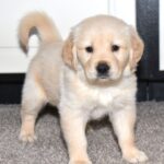 Milo - Image 3