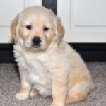 Milo - Image 2
