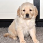 Milo