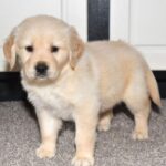 Milo - Image 4