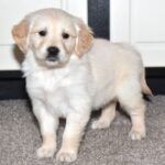 Daisy - Image 4