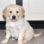 Daisy - Image 2