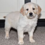 Daisy - Image 3