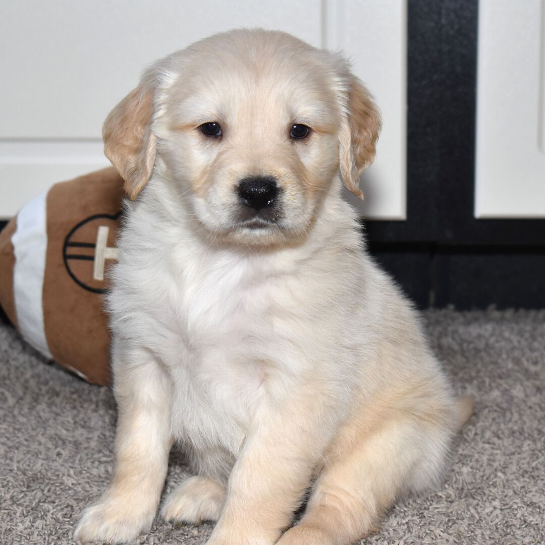 IMG_0815 Cooper - Image 1