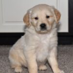 Cooper - Image 3