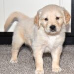 Cooper - Image 4
