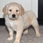 Cooper - Image 2