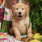 Bruce - Image 4