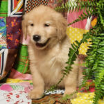 Bruce - Image 2