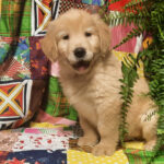 Bruce - Image 3