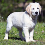 Duke
