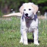 Duke - Image 4