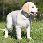 Duke - Image 2
