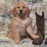 Ella - Image 3