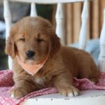 Flossie - Image 2