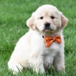 Harry - Image 2