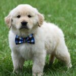 Leo - Image 2