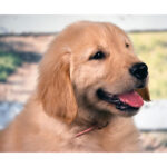 Princess - Image 4