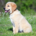 Rocky - Image 3