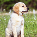 Rocky - Image 2