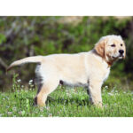 Rocky - Image 4